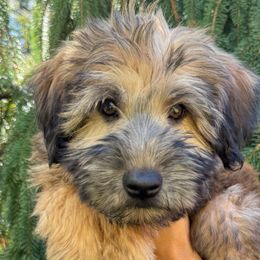 Bentley - Soft Coated Wheaten Terrier puppy from Valleydayle Doodles and Wheatens