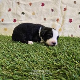 Latte - Black tri female Toy Australian Shepherd puppy in Snowflake, Arizona from Halfpint Aussies