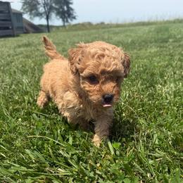 Peach female - Red female Maltipoo puppy in Ludlow, Missouri from Countryside Doodles and Mohr