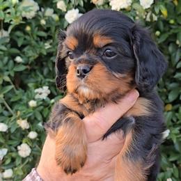 JOE - Black and tan male Cavalier King Charles Spaniel puppy in Las Cruces, New Mexico from Moongate Cavaliers