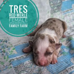 Tres - Red merle female Miniature Australian Shepherd puppy in Kettle Falls, Washington from Ellie's Miniature Australian Shepherds