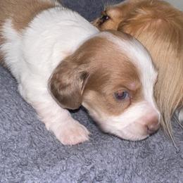 Carmella - Dapple female Dachshund puppy in Copperas Cove, Texas from Creme de la Creme Dachshunds