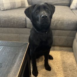 Dilute Retrievers and Labrador Retrievers from Lynn Valley Labradors