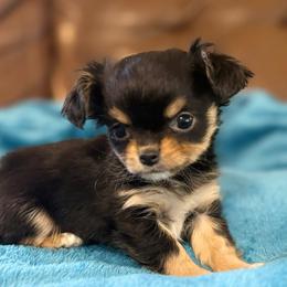 Sold - Black and tan female Chihuahua puppy in Strawberry, Arkansas from Strawberry River Chihuahuas
