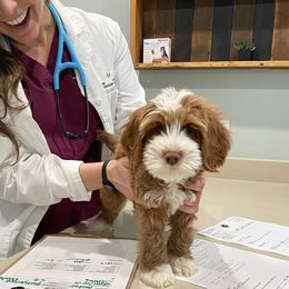 Australian Labradoodle Puppies from Berrybrook Doodles