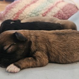 AKC Sable Girl - Chocolate sabled fawn female Chihuahua puppy in Duvall, Washington from Chihuahua Long Coats