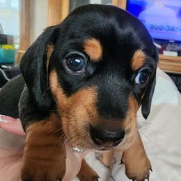 Blue collar - Black and tan male Dachshund puppy in Apache Junction, Arizona from Shaw Dachshunds