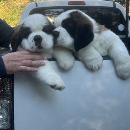 LB - Mahogany and white male Saint Bernard puppy in North Beach, Maryland from Mt.Harmony Saint Bernards