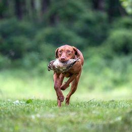 German Shepherds and Vizslas from Augenblick Kennels