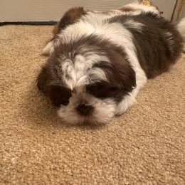Shih Tzu Puppies from Wood Foo Breeders