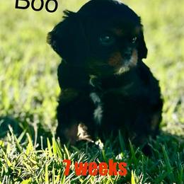 Lil Boo - Black and tan male Cavalier King Charles Spaniel puppy in Broken Arrow, Oklahoma from Cavalier King Charles Heartland