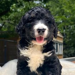 Rosevelt - Tri-color male Bernedoodle puppy in Osage City, Kansas from Golden Ridge Goldens