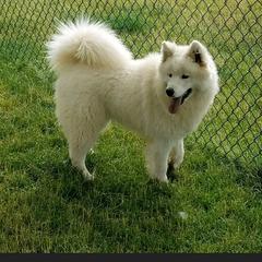 Sweetie - Samoyed