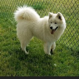 Sweetie - Samoyed