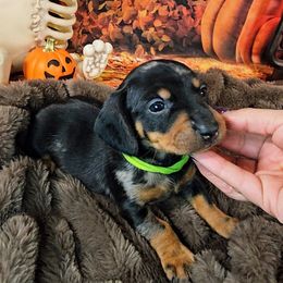Harry Potter - Dapple male Dachshund puppy in Rio Grande City, Texas from Hounds All Night