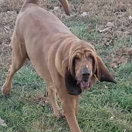 Zena - Bloodhound