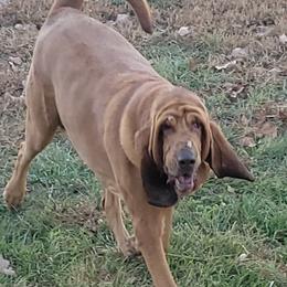 Zena - Bloodhound