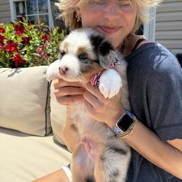 Australian Shepherd Puppies from Crab Point Australian Shepherds