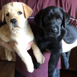 Labrador Retrievers from Blackjax Labradors