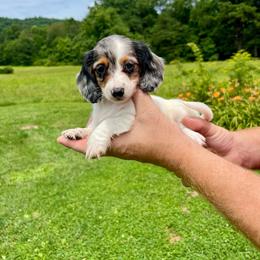 Riley - Piebald female Dachshund puppy in Milroy, Pennsylvania from Not Your Average Weiner