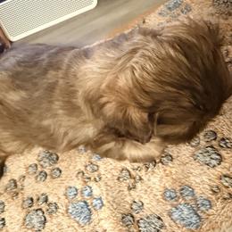 Shih Tzu Puppies from Wood Foo Breeders