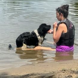 Newfoundland Puppies from K & L Ranch
