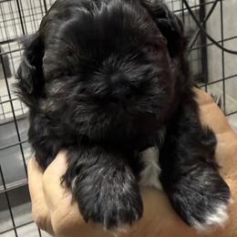 Dory - Black and white female Shih Tzu puppy in Conway, Missouri from Hillside Loop Kennel LLC
