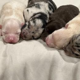 Pomeranian Puppies from GTBBF Pomeranians