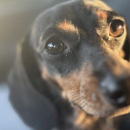 Dachshunds from J&N Minis