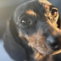 Dachshunds from J&N Minis