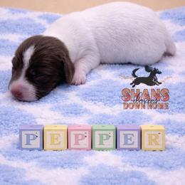 Pepper - Piebald male Dachshund puppy in Hockley, Texas from Shans Down Home Doxies