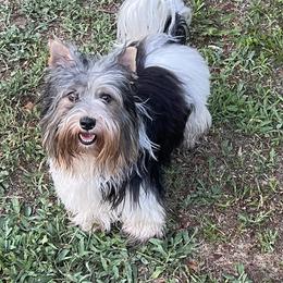 Oakley - Biewer Terrier