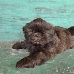 Skip - Liver male Shih Tzu puppy in Mountain Grove, Missouri from Precious Puppies