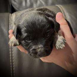 Batman - Black and white male Border Collie puppy in North Lakeport, California from Wild Rose Ranch