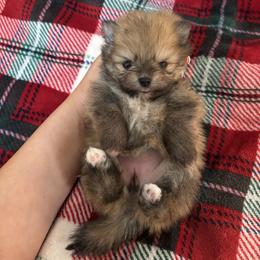 Tulip - Cream sable female Pomeranian puppy in Concord, California from Eelan’s Poms