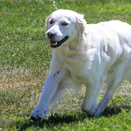 Atlas - Golden Retriever