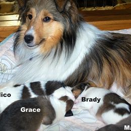Shetland Sheepdogs from Sheltiepal