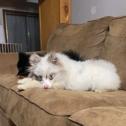 Rose - Pomeranian