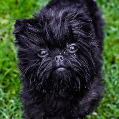Affenpinschers and Australian Shepherds from Limelite