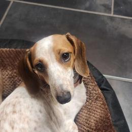 Gypsy - Dachshund
