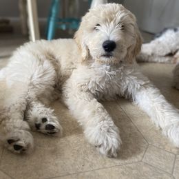Goldendoodle Puppies from Whidbey Goldendoodles