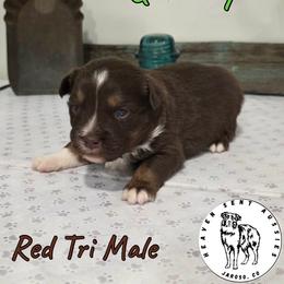 Quincy - Red tri male Miniature Australian Shepherd puppy in Jaroso, Colorado from Heaven Sent Aussies