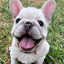 French Bulldogs from Republic of Frenchies