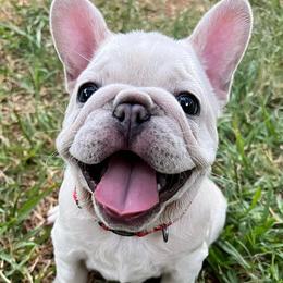 French Bulldogs from Republic of Frenchies