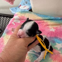Girl 1 - Black female Havapoo puppy in Cedar Springs, Michigan from Pridespoodles
