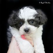 Giorgio - Blue male Mi-Ki puppy in Elizabeth, Colorado from Royal T Mi-Kis