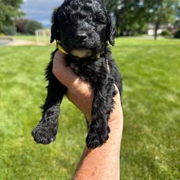 Yellow - Black female Springerdoodle puppy in Clifton, Idaho from Little Mountain Springers, Springerdoodles & Poodles