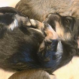 Girl 3 - female Havapoo puppy in Medina, Ohio from Momma's Minis
