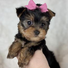 Penny - Black and tan female Yorkshire Terrier puppy in Hardin, Texas from Katrinas puppies
