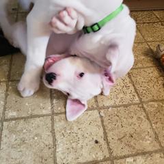 Dogo Argentino Puppies from K&B Southern Oregon Argentino Dogos